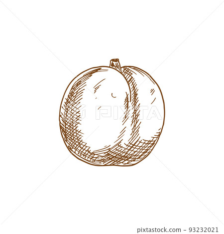 Apricot fruit sketch. Vector isolated organic natural apricot fruit 93232021