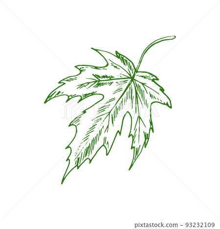 Acer or maple leaf isolated eco plant sketch. Vector green organic plant element Acer or maple leaf isolated eco plant sketch. Vector green organic plant element 93232109