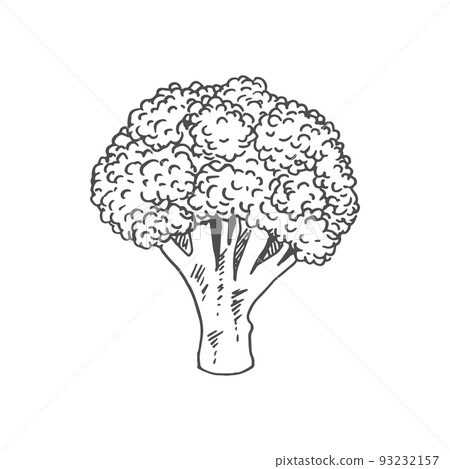 Broccoli isolated monochrome sketch. Vector raw vegetable, vegetarian greens, organic food Broccoli isolated monochrome sketch. Vector raw vegetable, vegetarian greens, organic food 93232157