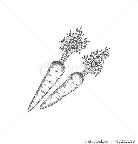Carrot isolated autumn vegetable sketch. Vector vegetarian dieting food, root with leaves Carrot isolated autumn vegetable sketch. Vector vegetarian dieting food, root with leaves 93232159