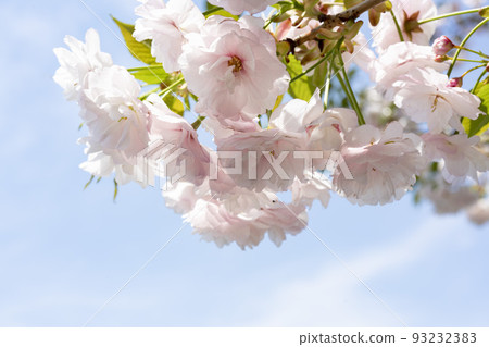 Large double-flowered cherry blossoms blooming in a light cloud, Ichiyo, Adachi Ward 93232383