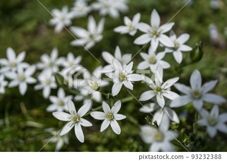 White flowers of amana in clusters 93232388