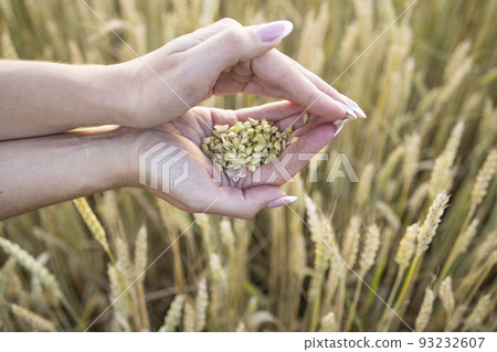 Close-up woman's hands hold a handful of grains of wheat, rye in a wheat, rye field. A woman's hand holds ripe grains of cereals on a blurred background of grain field. View from above Harvest concept Close-up woman's hands hold a handful of grains of wheat, rye in a wheat, rye field. A woman's hand holds ripe grains of cereals on a blurred background of grain field. View from above Harvest concept 93232607