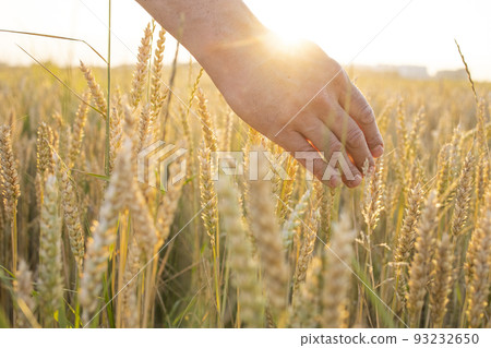 Wheat, rye in the hands of a farmer. Cultivation of crops. Yellow golden rural summer landscape. Sprouts of wheat, rye in the hands of a farmer. The farmer walks across the field, checks the crop. Wheat, rye in the hands of a farmer. Cultivation of crops. Yellow golden rural summer landscape. Sprouts of wheat, rye in the hands of a farmer. The farmer walks across the field, checks the crop. 93232650