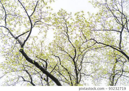 Young leaves and flower calyx of tulip tree with interesting leaf shape 93232719
