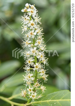 Bakuchinoki flower that resembles dog cherry even in cherry blossoms 93232720
