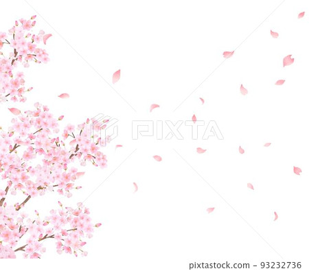 Beautiful and gorgeous cherry blossoms in full bloom and petals scattered in spring white background frame vector material illustration 93232736