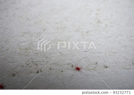 混凝土“Caveana takara mite”上的小紅蟲 混凝土“Caveana takara mite”上的小紅蟲 93232771