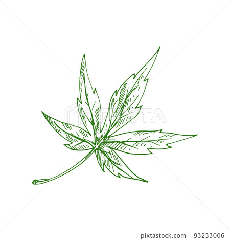 Leaf of maple tree isolated foliage sketch. Vector green spring acer leafage, hand drawn plant element Leaf of maple tree isolated foliage sketch. Vector green spring acer leafage, hand drawn plant element 93233006