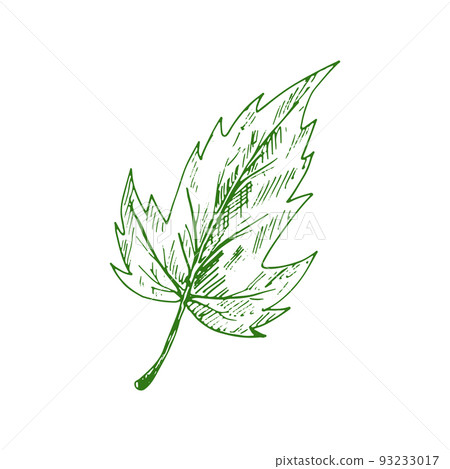 Quickthorn or hawthorn leaf isolated sketch. Vector vibrant foliage may-tree leafage Quickthorn or hawthorn leaf isolated sketch. Vector vibrant foliage may-tree leafage 93233017
