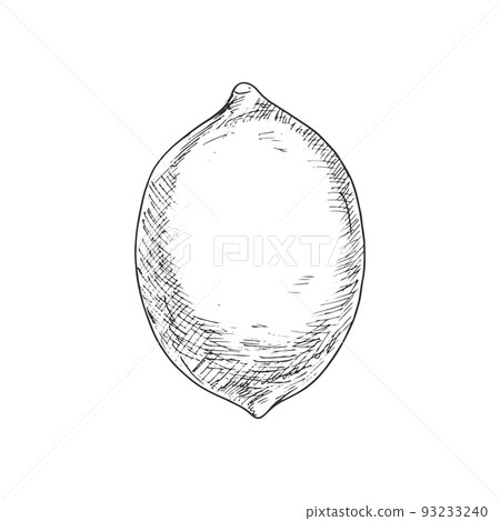 Lemon fruit sketch. Vector isolated whole organic natural lemon or lime citrus fruit 93233240