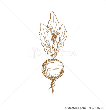 Beetroot food ingredient isolated sketch. Vector vegetable, whole monochrome beet root 93233638