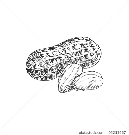 Peanut Clipart Black And White