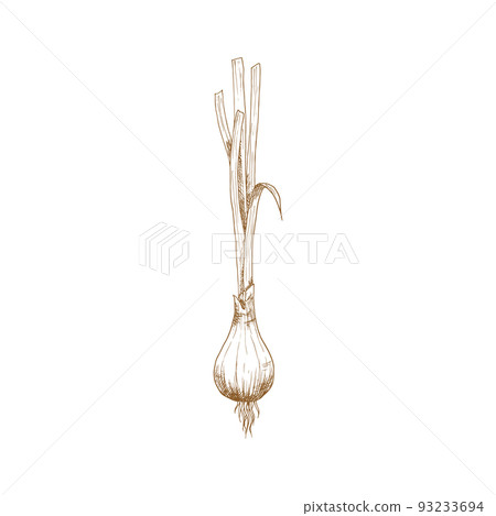 Onion bulb with leaves isolated monochrome sketch. Vector turnip food, raw vegetable plant 93233694