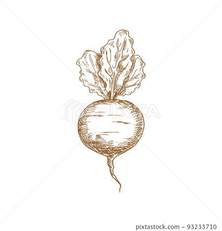 Beetroot food ingredient isolated sketch. Vector vegetable, whole monochrome beet root 93233710