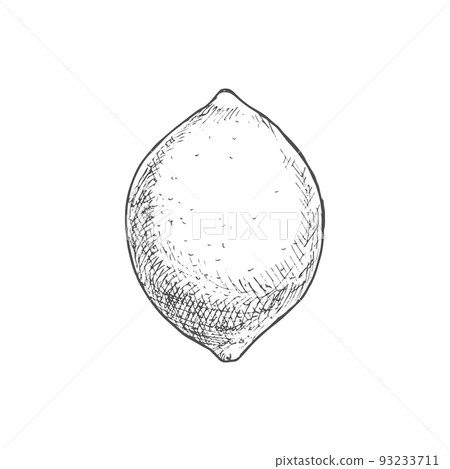 Lemon fruit sketch. Vector isolated whole organic natural lemon or lime citrus fruit 93233711