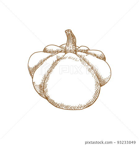 Squash or pumpkin isolated monochrome vegetable. Vector vegetarian pumpkin food Squash or pumpkin isolated monochrome vegetable. Vector vegetarian pumpkin food 93233849
