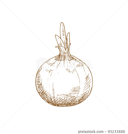 Onion bulb vector isolated sketch. Vector raw vegetable, whole root seasoning with leaves 93233888