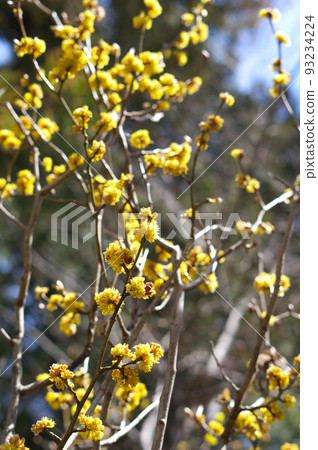 flowering dankoubai 93234224