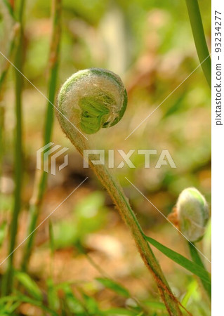 Spring sprouts 93234277
