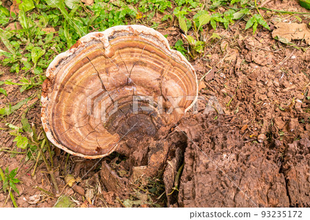 Large natural wild mushroom. Large natural wild mushroom. 93235172