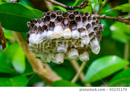 Low angle view of wasp nest with eggs and growing larva. 93235179