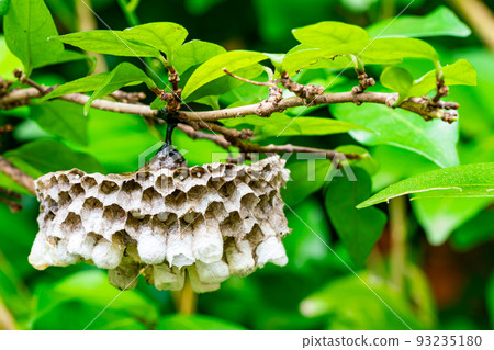 Side view of wasp nest with eggs and growing larva. 93235180