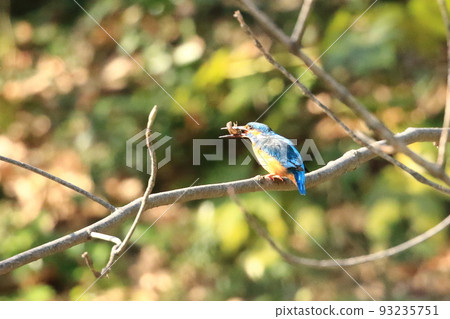 Kingfish Dive 93235751