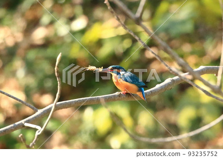 Kingfish Dive 93235752