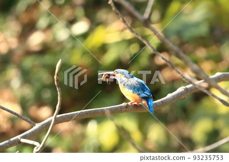 Kingfish Dive Kingfish Dive 93235753