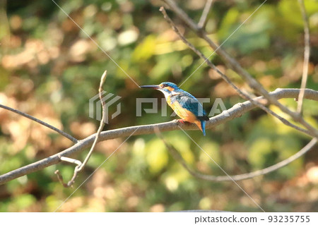 Kingfish Dive Kingfish Dive 93235755