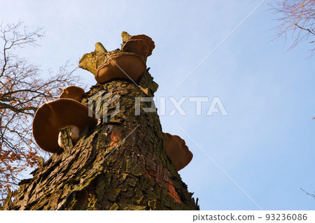 Mushroom parasite on the trunk of a dead tree in the park. Bottom view of a tree trunk covered with mushrooms. Bracket fungus on beech tree, tinder fungus, spunk, touchwood, conk, polypore, laetiporus Mushroom parasite on the trunk of a dead tree in the park. Bottom view of a tree trunk covered with mushrooms. Bracket fungus on beech tree, tinder fungus, spunk, touchwood, conk, polypore, laetiporus 93236086