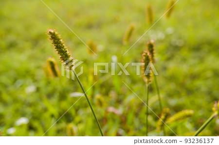 Natural background. Grass texture. Unmown green grass in meadow at sunset. Close-up of green unmown grass against the backlight of the setting sun. 93236137