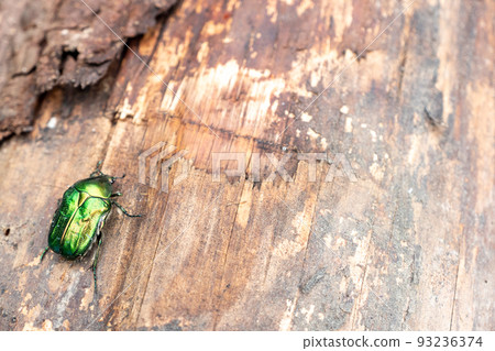 Beetle green rose chafer sits on a stump aka Cetonia aurata 93236374