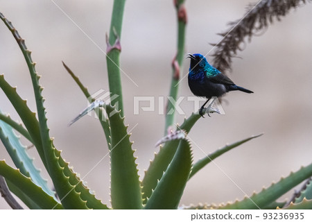 The Palestine sunbird (Cinnyris osea), male, feeding on red flowers, Israel The Palestine sunbird (Cinnyris osea), male, feeding on red flowers, Israel 93236935
