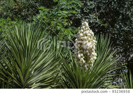 Yucca gigantea (Yucca elephantipes, Yucca guatemalensis) is a yucca species that is native to Israel. 93236938