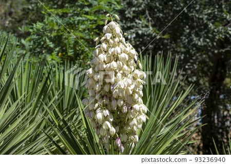 Yucca gigantea (Yucca elephantipes, Yucca guatemalensis) is a yucca species that is native to Israel. 93236940