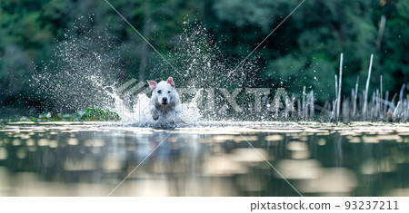 pit bull terrier swims and plays in the water in the lake. banner pit bull terrier swims and plays in the water in the lake. banner 93237211