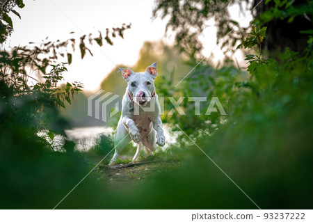 pit bull terrier runs along a forest path between grass and trees 93237222