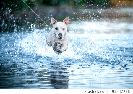 the pit bull terrier jumps into the water and scatters the drops around the pit bull terrier jumps into the water and scatters the drops around 93237238