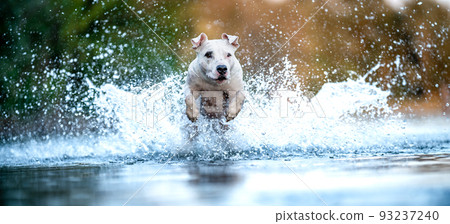 the pit bull terrier jumps into the water and scatters the drops around. banner the pit bull terrier jumps into the water and scatters the drops around. banner 93237240