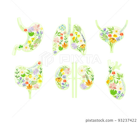 Healthy Human Internal Organs with Anatomical Lungs, Stomach, Kidneys, Bladder, Intestines and Heart with Blooming Flora Vector Set 93237422