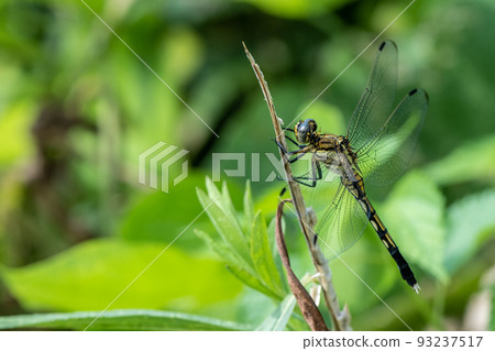 Mugiwara dragonfly (Shiokara dragonfly female) Mugiwara dragonfly (Shiokara dragonfly female) 93237517