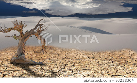 Dead Tree in Desert 93238304