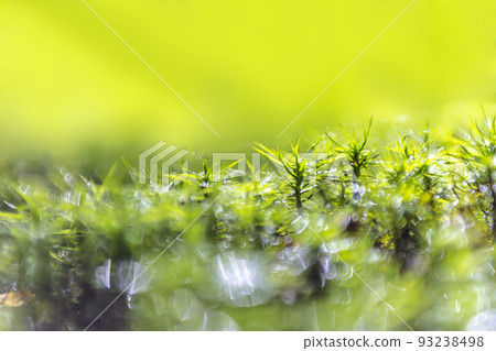 A moss forest, a close-up of moss growing in a virgin forest. Image of environmental protection and sustainability. background material 93238498