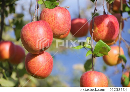 Fuji apples before harvest Fuji apples before harvest 93238584