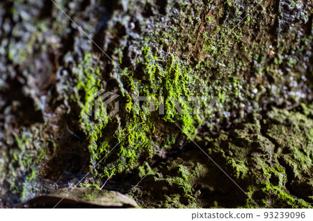 高苔蘚眼 93239096