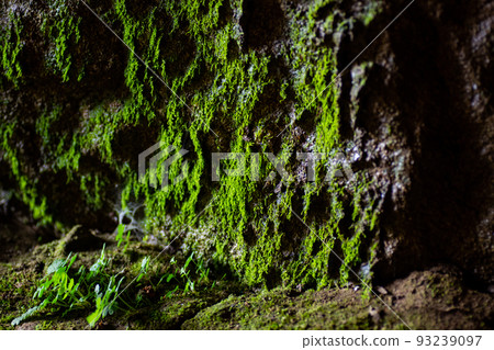 高苔蘚眼 93239097