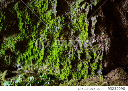 高苔蘚眼 高苔蘚眼 93239098