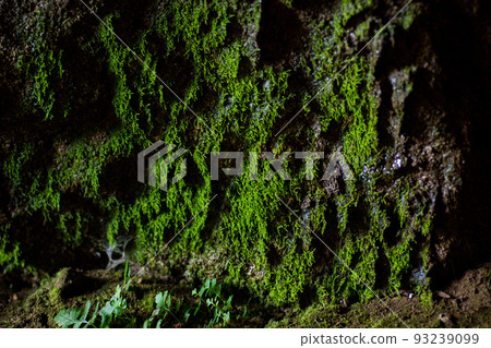 高苔蘚眼 93239099